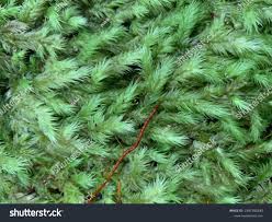 Attēlu rezultāti vaicājumam “Anomodon longifolius”