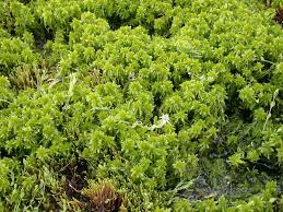 Attēlu rezultāti vaicājumam “Sphagnum riparium”