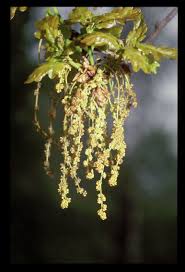 Attēlu rezultāti vaicājumam “Quercus robur male flower”