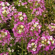 Image result for Alyssum diffusum