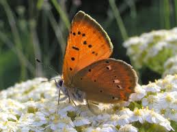 Attēlu rezultāti vaicājumam “Lycaena virgaureae male”