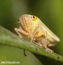 Attēlu rezultāti vaicājumam “Cicadella viridis female”