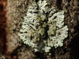 Attēlu rezultāti vaicājumam “Phaeophyscia orbicularis”