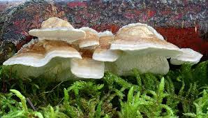 Attēlu rezultāti vaicājumam “Lenzites betulina”