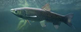 Image result for Ctenopharyngodon idella