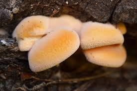 Attēlu rezultāti vaicājumam “Phyllotopsis nidulans”