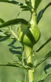 Attēlu rezultāti vaicājumam “Solidago virgaurea bud”