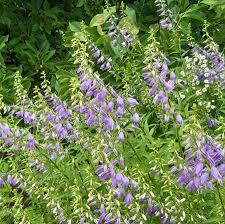 Image result for Glockenblumen