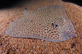 Image result for Raja brachyura