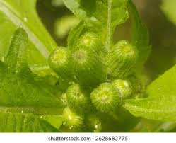 Attēlu rezultāti vaicājumam “Senecio vulgaris leaf”
