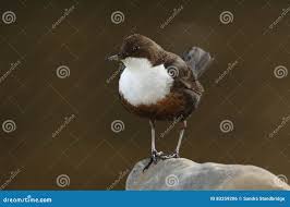 Attēlu rezultāti vaicājumam “Cinclus cinclus adult”