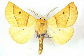 Attēlu rezultāti vaicājumam “Crocallis elinguaria larva”