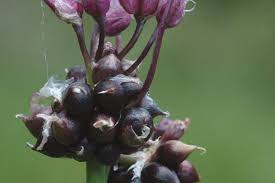 Attēlu rezultāti vaicājumam “Allium scorodoprasum fruit”