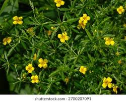 Image result for Potentilla erecta