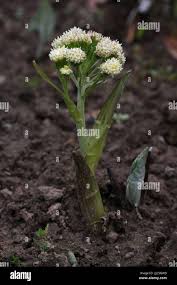 Attēlu rezultāti vaicājumam “Petasites spurius”