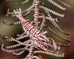 Attēlu rezultāti vaicājumam “Scapania lingulata”