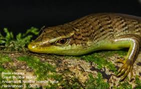 Risultati immagini per dasia smaragdina