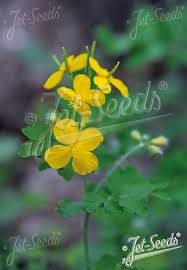 Attēlu rezultāti vaicājumam “Chelidonium majus flower”