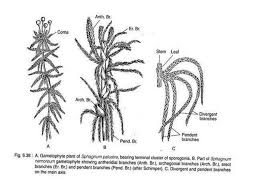 Attēlu rezultāti vaicājumam “Sphagnum palustre sporophyte”