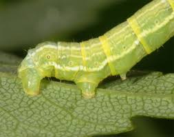 Attēlu rezultāti vaicājumam “Alsophila aescularia”