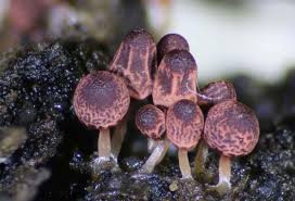 Attēlu rezultāti vaicājumam “Arcyria affinis spores”