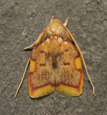 Attēlu rezultāti vaicājumam “Semioscopis avellanella”