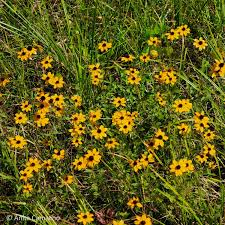 Attēlu rezultāti vaicājumam “Rudbeckia hirta var. hirta”