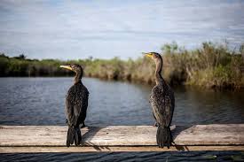 Image result for Phalacrocorax auritus