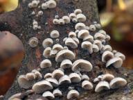 Attēlu rezultāti vaicājumam “Typhula erythropus”