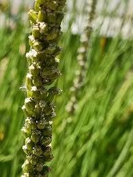 Attēlu rezultāti vaicājumam “Triglochin palustre fruit”