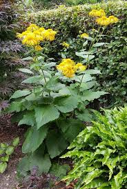 Image result for Telekia speciosa