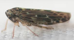 Attēlu rezultāti vaicājumam “Lamprotettix nitidulus”