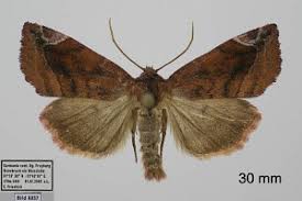 Attēlu rezultāti vaicājumam “Cosmia pyralina”