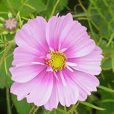 Image result for Schmuckkörbchen