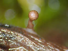 Attēlu rezultāti vaicājumam “Trichia flavicoma macro”