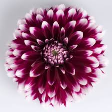 Image result for Dahlia hybrid.