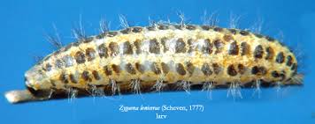 Attēlu rezultāti vaicājumam “Zygaena lonicerae larva”