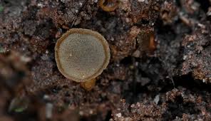 Attēlu rezultāti vaicājumam “Amaurochaete atra”