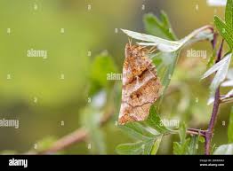 Attēlu rezultāti vaicājumam “Selenia dentaria imago”
