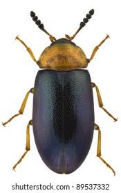 Attēlu rezultāti vaicājumam “Tetratomidae”