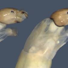 Attēlu rezultāti vaicājumam “Cricotopus male”