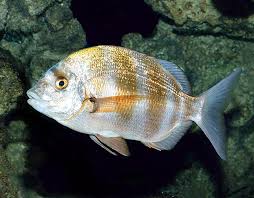 Image result for Diplodus cervinus