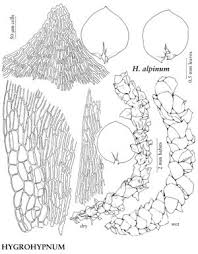 Attēlu rezultāti vaicājumam “Hygrohypnum luridum”