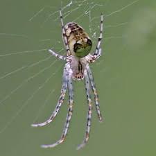 Attēlu rezultāti vaicājumam “Metellina segmentata”