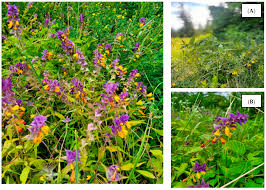 Attēlu rezultāti vaicājumam “Melampyrum nemorosum”