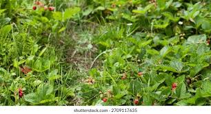 Attēlu rezultāti vaicājumam “Fragaria moschata”