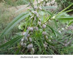 Attēlu rezultāti vaicājumam “Sparganium erectum aggr. leaf”