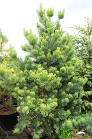 Attēlu rezultāti vaicājumam “Pinus sylvestris”