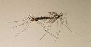 Attēlu rezultāti vaicājumam “Tipulidae male”