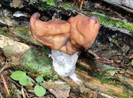 Attēlu rezultāti vaicājumam “Gyromitra infula”